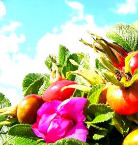 сортовой шиповник саженцы - модель 4