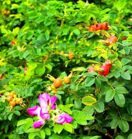 сортовой шиповник саженцы - модель 3