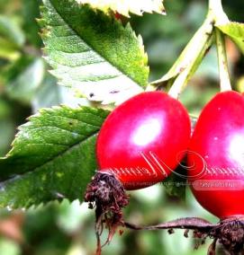 сортовой шиповник саженцы - модель 2