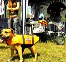 спасательный жилет для собаки - тип 1