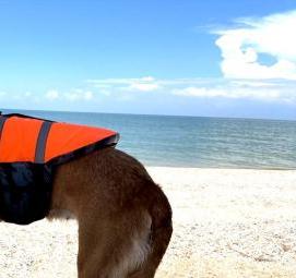 спасательный жилет для собаки - тип 2