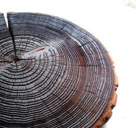 спил дерева большого диаметра - модель 4