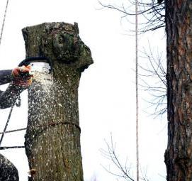 спил деревьев на кладбище - тип 4