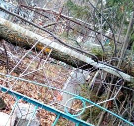 спил деревьев на кладбище - тип 3