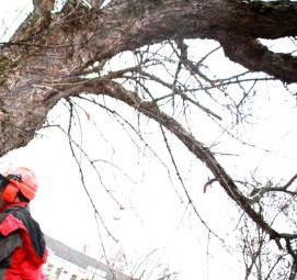 спил деревьев с автовышки - модель 1