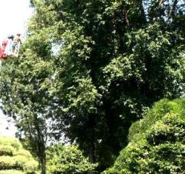 спил деревьев с автовышки - модель 3