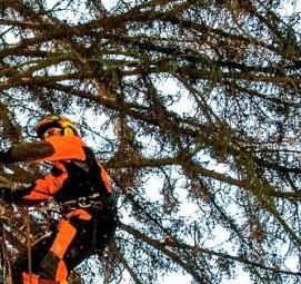 спил деревьев с автовышки - модель 2