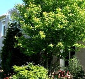 спил деревьев возле частного дома - вариант 1