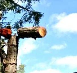 спил деревьев возле частного дома - вариант 4