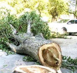 спил деревьев возле частного дома - вариант 3