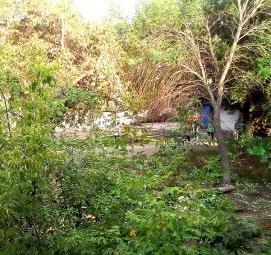 спил деревьев возле частного дома - вариант 2