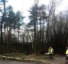 спил опасных деревьев - тип 1