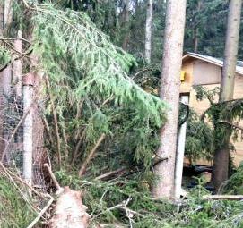 спил опасных деревьев - тип 3