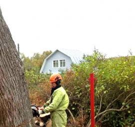 спил опасных деревьев - тип 2