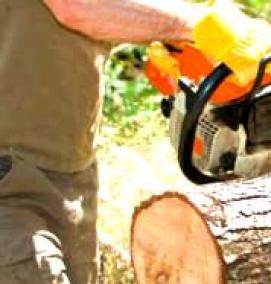 спил плодовых деревьев - тип 1