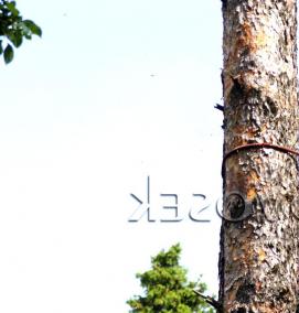 спил плодовых деревьев - тип 4