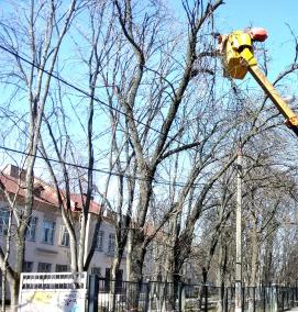 спил плодовых деревьев - тип 3