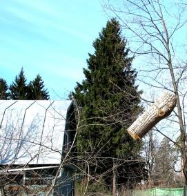 спил сложных деревьев - тип 3