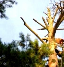 спил старых деревьев - модель 2