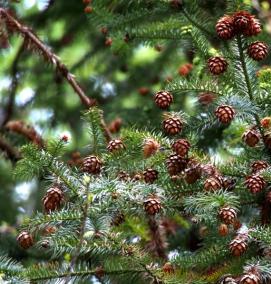спилы хвойных деревьев - вариант 3