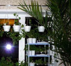 стеллажи для рассады цветов - вариант 4