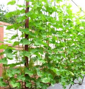 столбы для шпалеры - модель 2