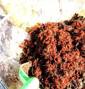 субстрат для дендробиума - вариант 2