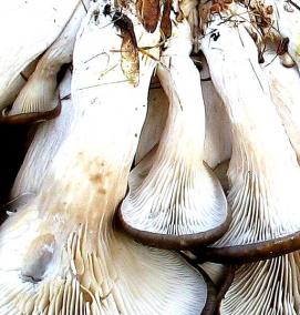 субстрат для мицелия вешенки - модель 4