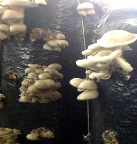 субстрат для мицелия вешенки - модель 3