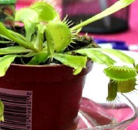 субстрат для мухоловки - вариант 1