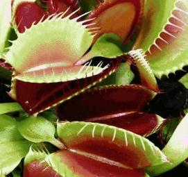 субстрат для мухоловки - вариант 4