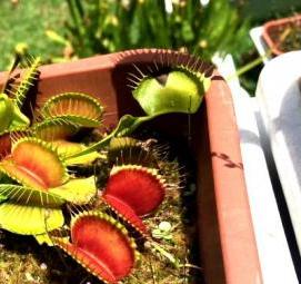 субстрат для мухоловки - вариант 3