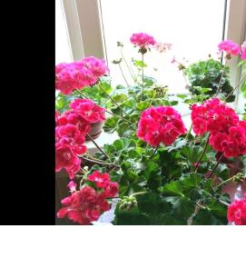 субстрат для пеларгонии - вариант 1