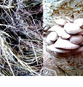 субстрат для вешенки - вариант 3