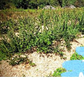 субстрат для животных - вариант 3