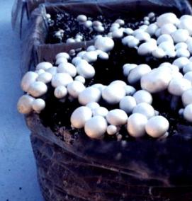 субстрат из опилок - вариант 3