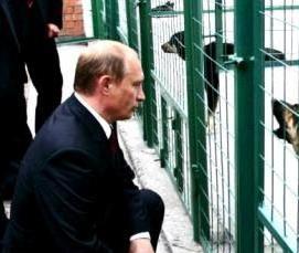 сварная сетка для вольера для собак - модель 1