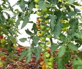 сверхпрочная теплица капелька - тип 1