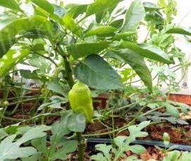 сверхпрочная теплица капелька - тип 4