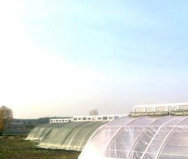 теплиц земляная - вариант 4