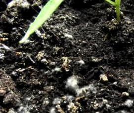 теплиц земляная - вариант 2