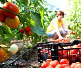 теплица из деревянных брусков - вариант 1