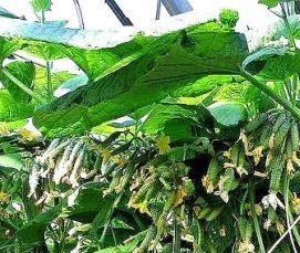 теплица из пластиковой арматуры - вариант 2