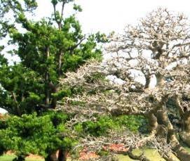 теплица из стволов деревьев - тип 1