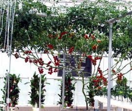 теплица из стволов деревьев - тип 3