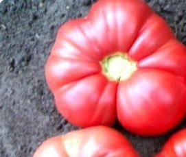 теплица сибирская улучшенная - модель 1