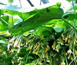 теплица сундук из пластиковой арматуры - вариант 4