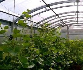 теплицы квадратные прямостенные - модель 4