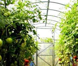 термо теплица - модель 2