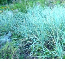 трава для газона вытесняющая сорняки - вариант 4